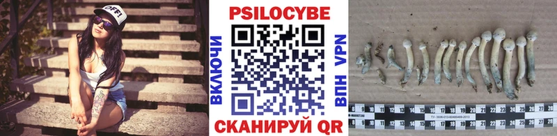 где купить   Завитинск  Галлюциногенные грибы MAGIC MUSHROOMS 